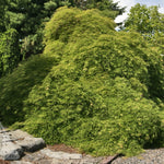 Acer palmatum var. dissectum Viridis Green Cutleaf Japanese Maple