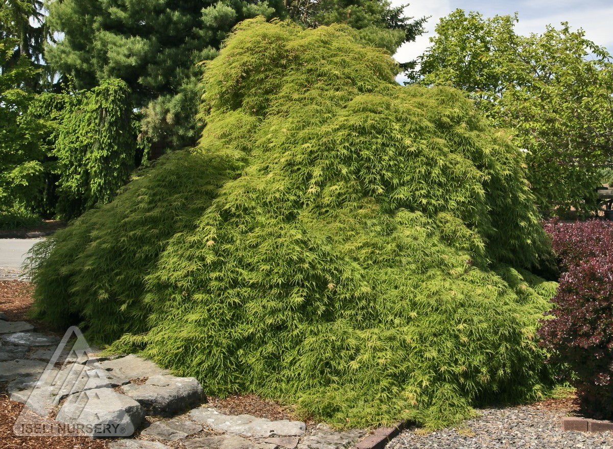 Acer palmatum var. dissectum Viridis Green Cutleaf Japanese Maple
