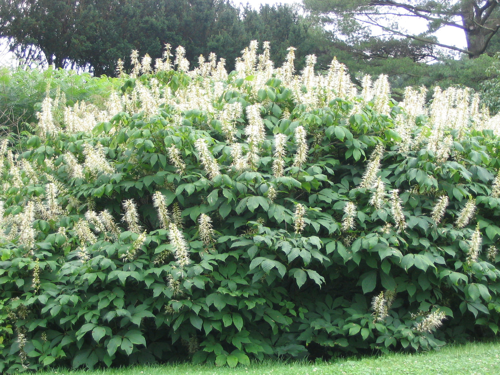 Aesculus parviflora Bottlebrush Buckeye