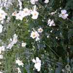 Anemone x hybrida Honorine Jobert Honorine Jobert Japanese Anemone