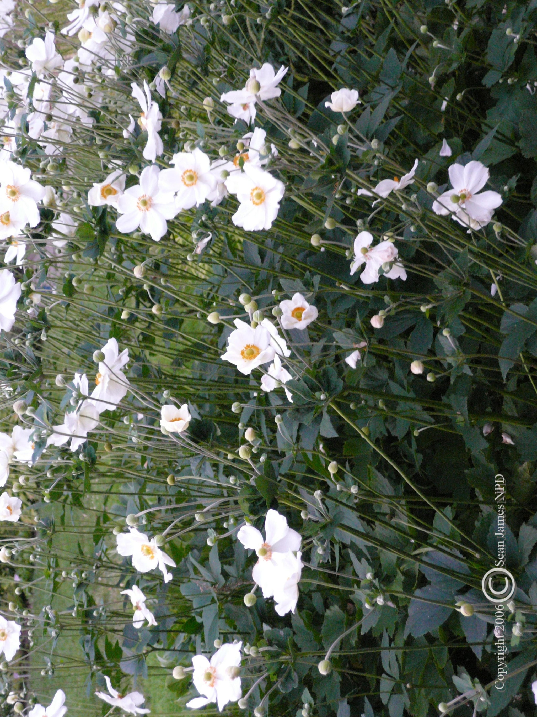 Anemone x hybrida Honorine Jobert Honorine Jobert Japanese Anemone