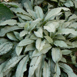 Pulmonaria x Majeste Lungwort