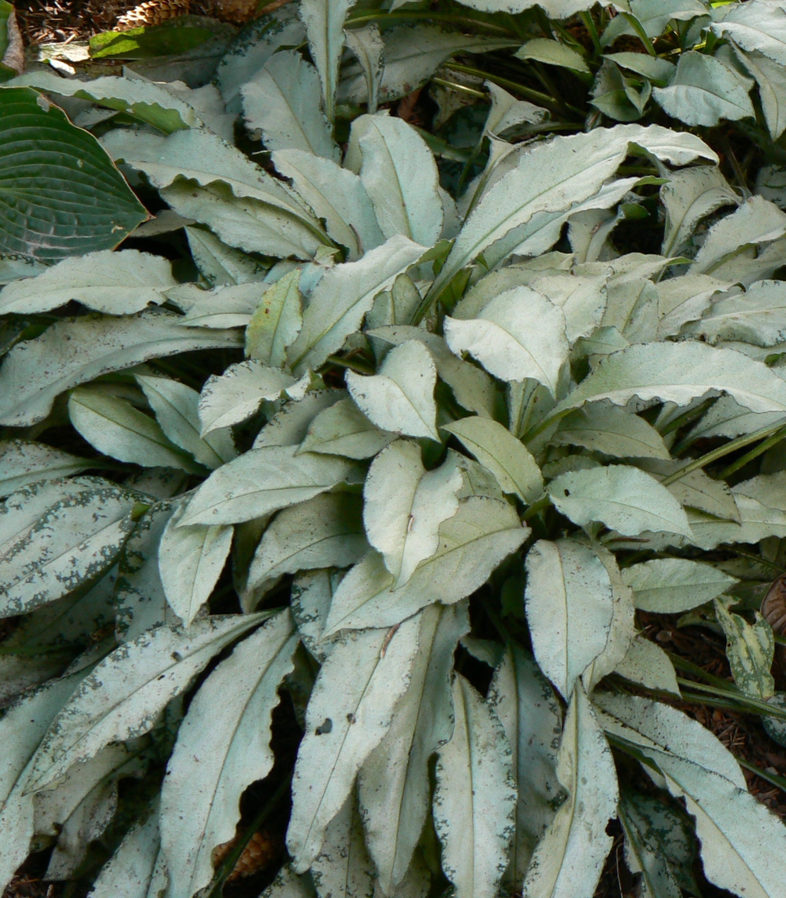 Pulmonaria x Majeste Lungwort