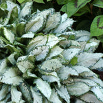 Pulmonaria x Moonshine PP13686, COPF Lungwort