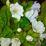 Pulmonaria officinalis Sissinghurst White Lungwort