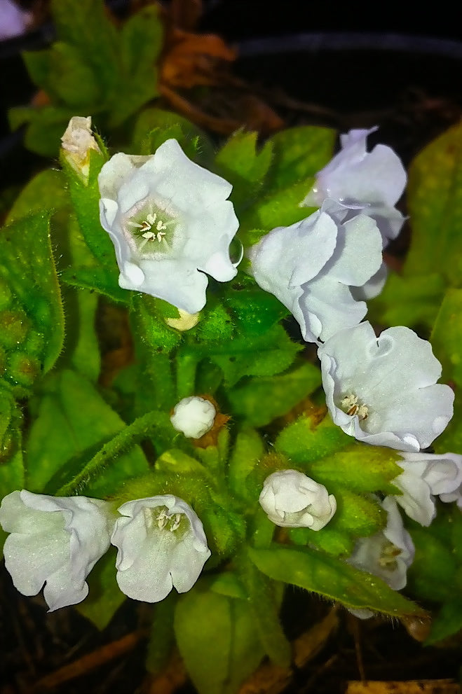 Pulmonaria officinalis Sissinghurst White Lungwort