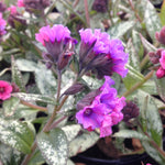 Pulmonaria x Silver Bouquet PP20059 Lungwort