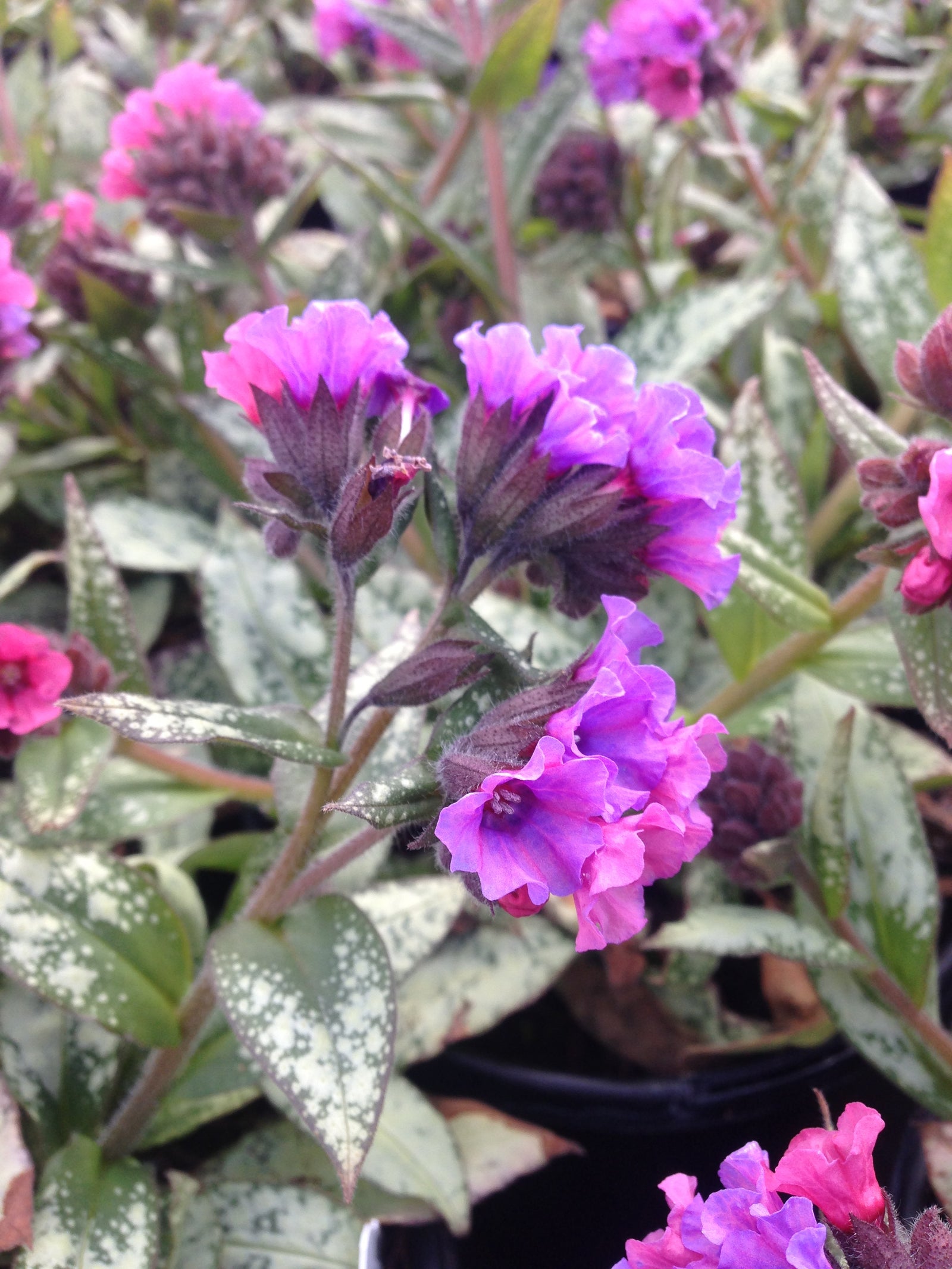 Pulmonaria x Silver Bouquet PP20059 Lungwort