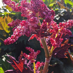 Rheum palmatum var. tanguticum Ornamental Rhubarb