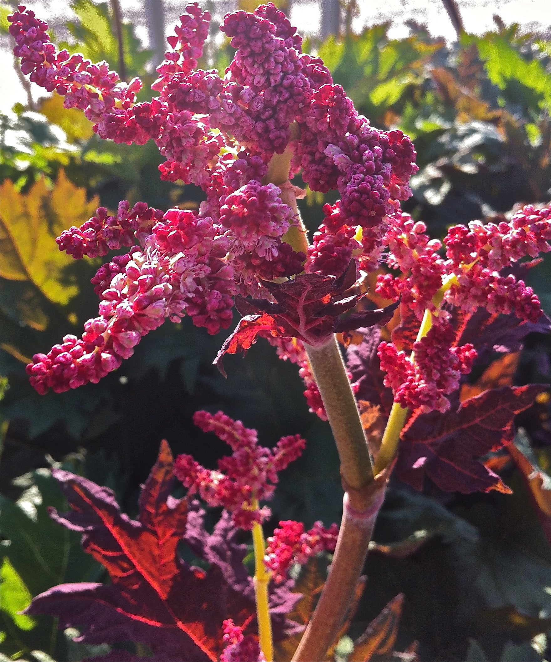 Rheum palmatum var. tanguticum Ornamental Rhubarb