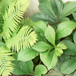 Rodgersia pinnata Featherleaf Rodgersia