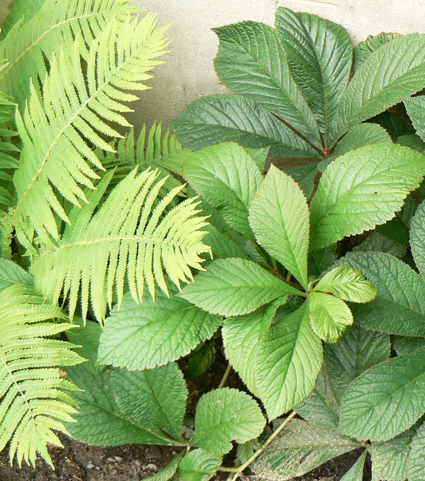 Rodgersia pinnata Featherleaf Rodgersia