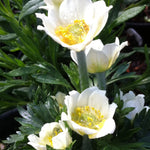 Anemone multifida Major Cutleaf Anemone