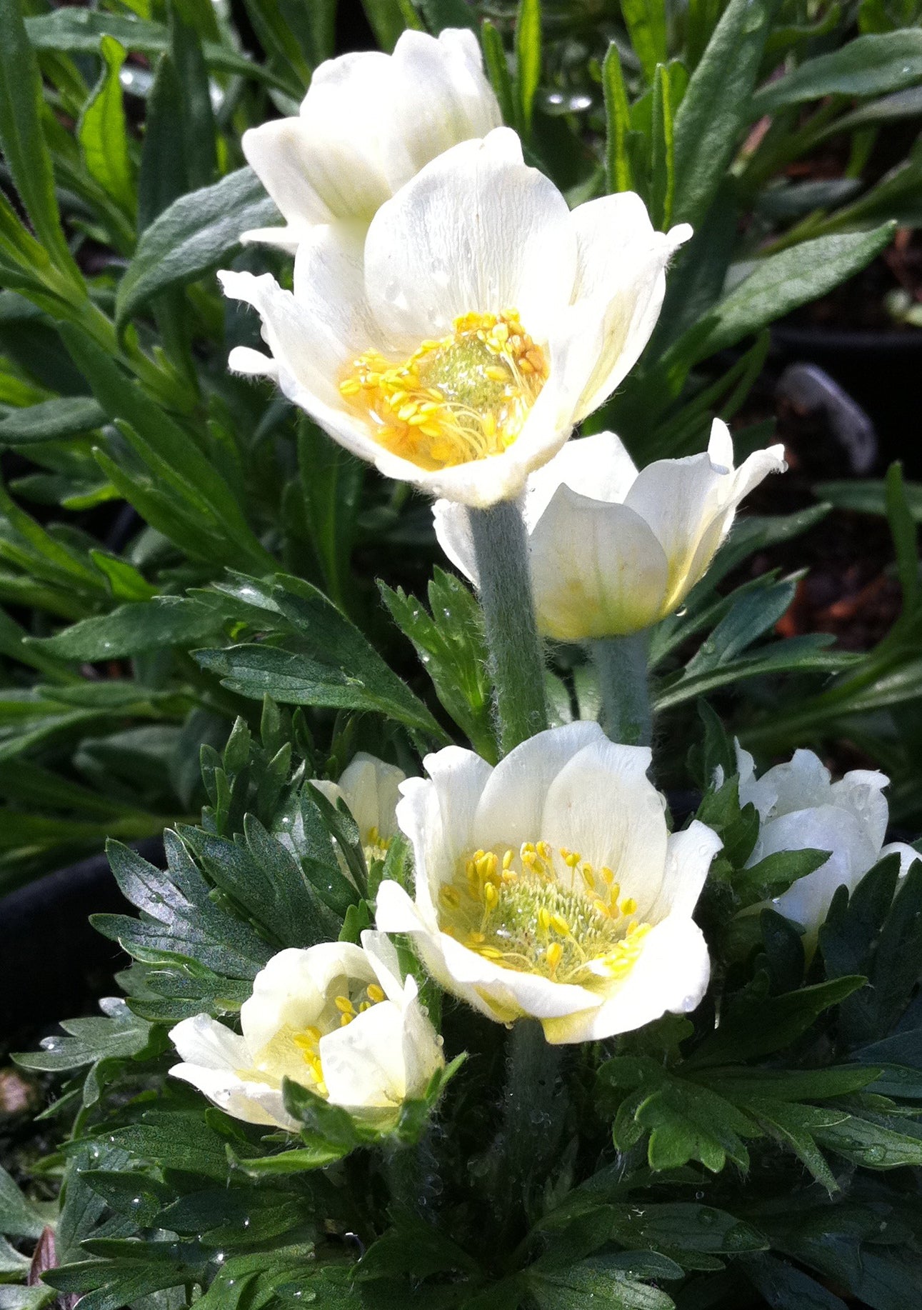 Anemone multifida Major Cutleaf Anemone