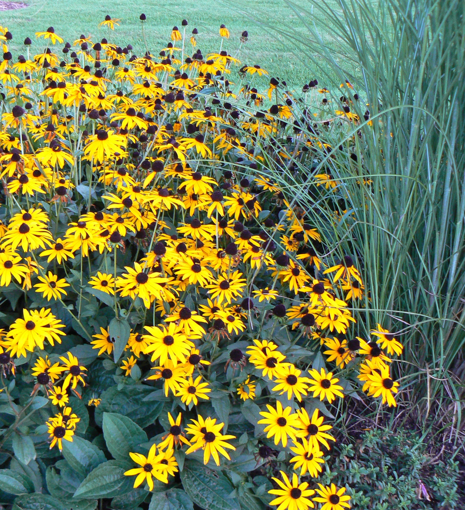 Rudbeckia fulgida Goldsturm Black Eyed Susan