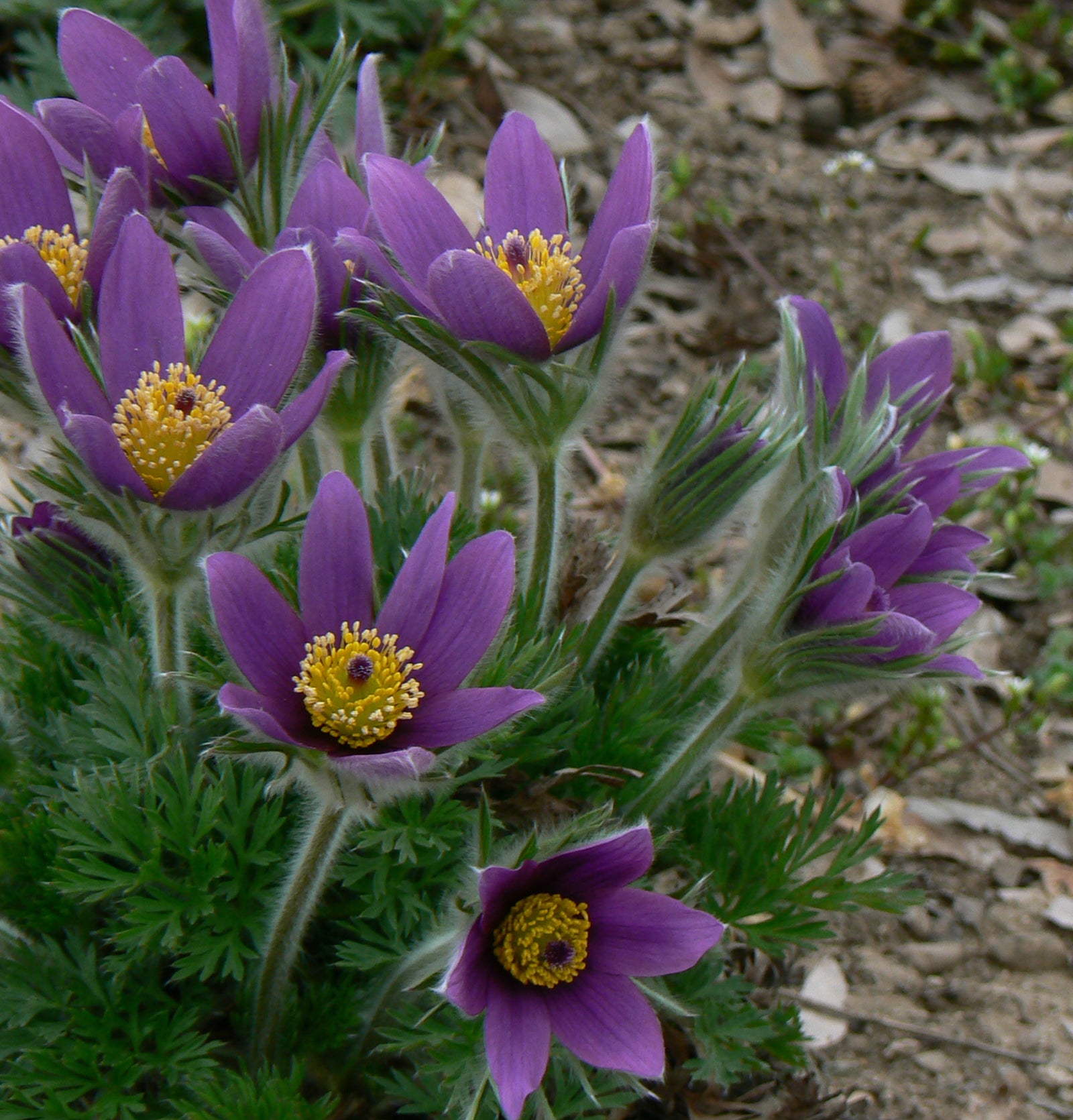 Anemone pulsatilla vulgaris Pasque Flower