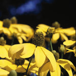 Rudbeckia laciniata Autumn Sun Herbstonne Cutleaf Coneflower