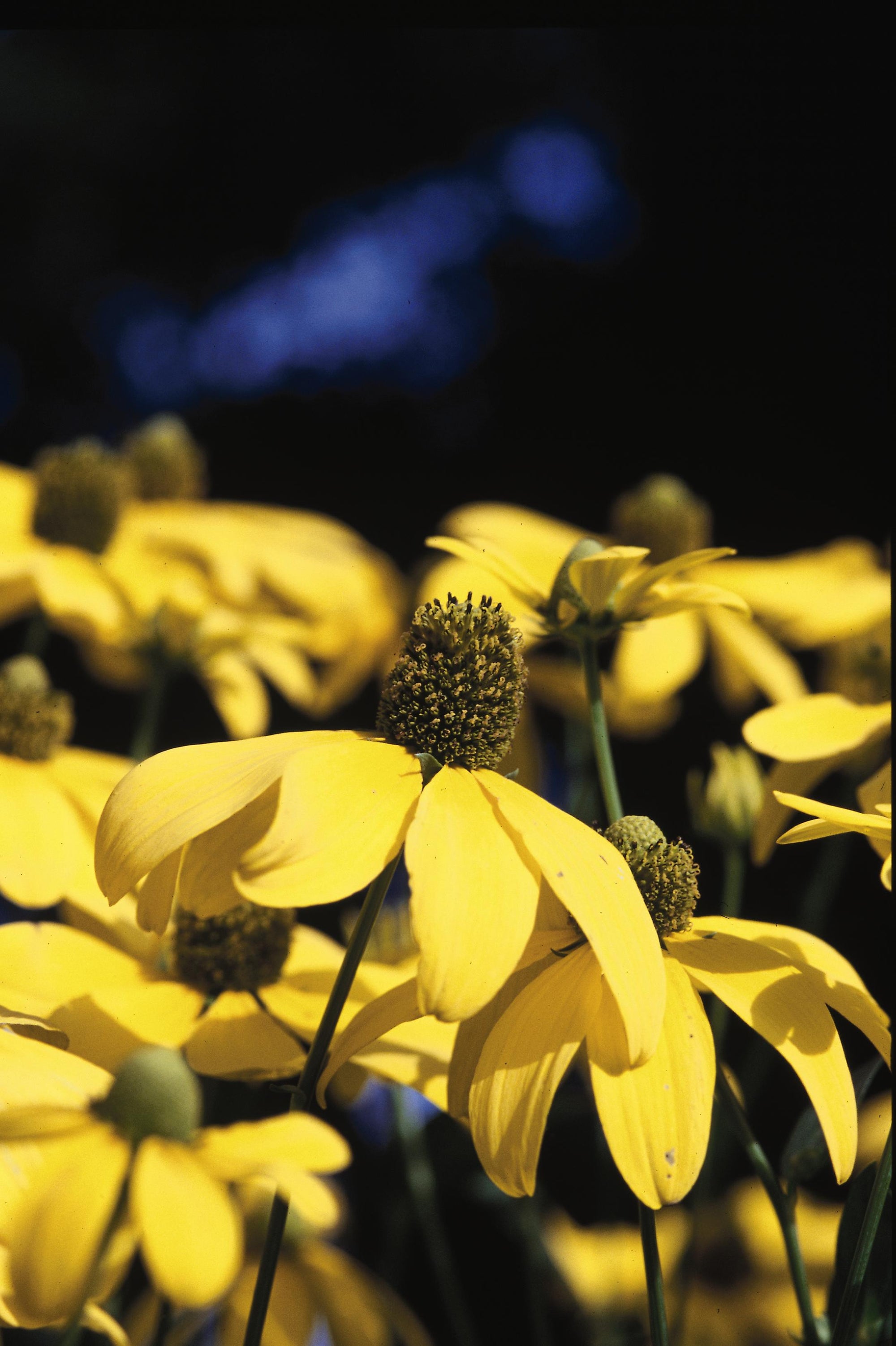 Rudbeckia laciniata Autumn Sun Herbstonne Cutleaf Coneflower