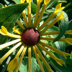 Rudbeckia subtomentosa Henry Eilers Sweet Coneflower