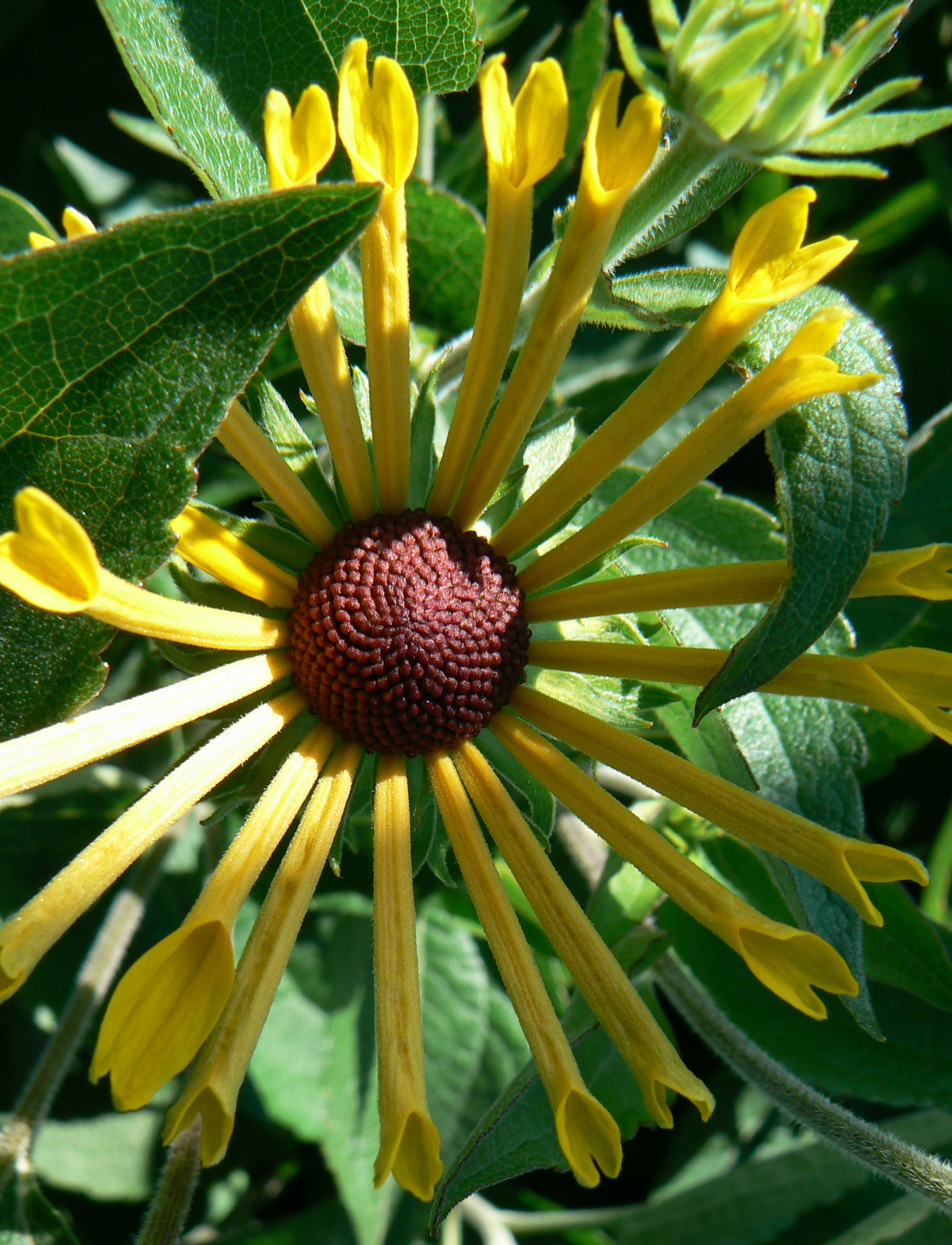 Rudbeckia subtomentosa Henry Eilers Sweet Coneflower