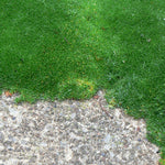 Sagina subulata Irish Moss