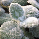 Salvia argentea Silver Sage