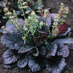 Salvia lyrata Purple Knockout Lyre leaf Sage