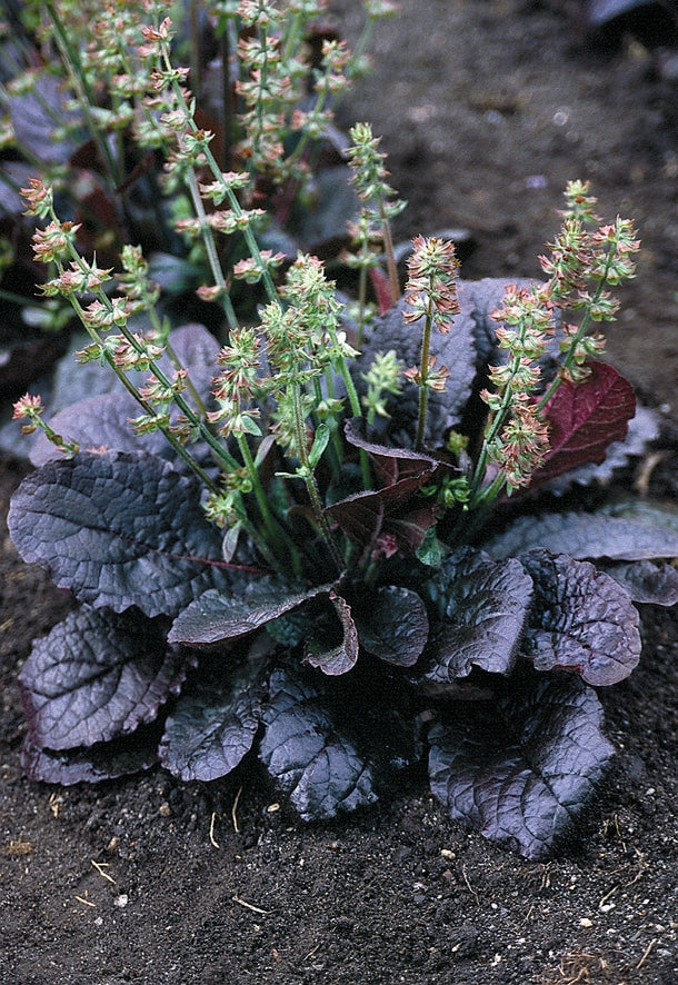 Salvia lyrata Purple Knockout Lyre leaf Sage