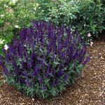 Salvia nemorosa Blue Queen Blaukoenigin Blue Queen Meadow Sage