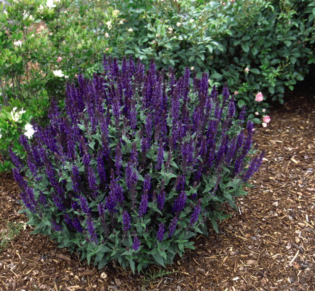 Salvia nemorosa Blue Queen Blaukoenigin Blue Queen Meadow Sage