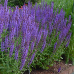 Salvia nemorosa Blue Hill Blauhuegel Blue Hill Meadow Sage