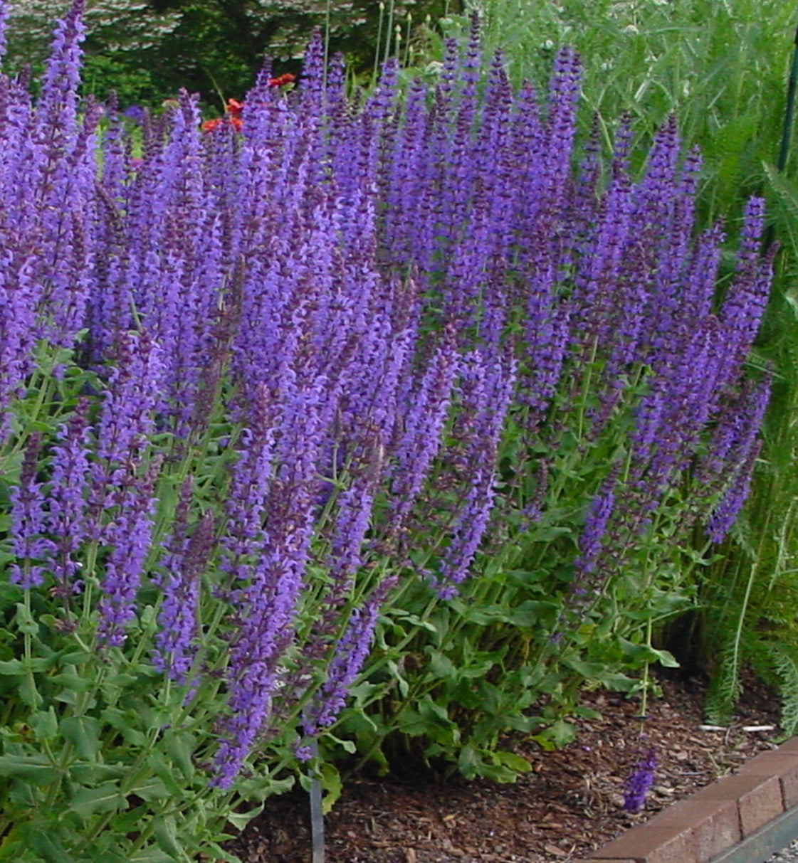 Salvia nemorosa Blue Hill Blauhuegel Blue Hill Meadow Sage