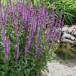 Salvia nemorosa Caradonna Meadow Sage