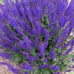 Salvia nemorosa May Night Mainacht May Night Meadow Sage