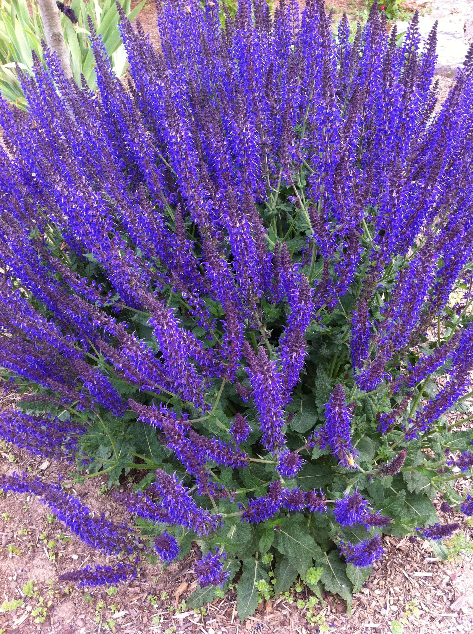 Salvia nemorosa May Night Mainacht May Night Meadow Sage