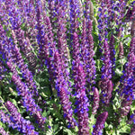 Salvia nemorosa East Friesland Ostfriesland Meadow Sage