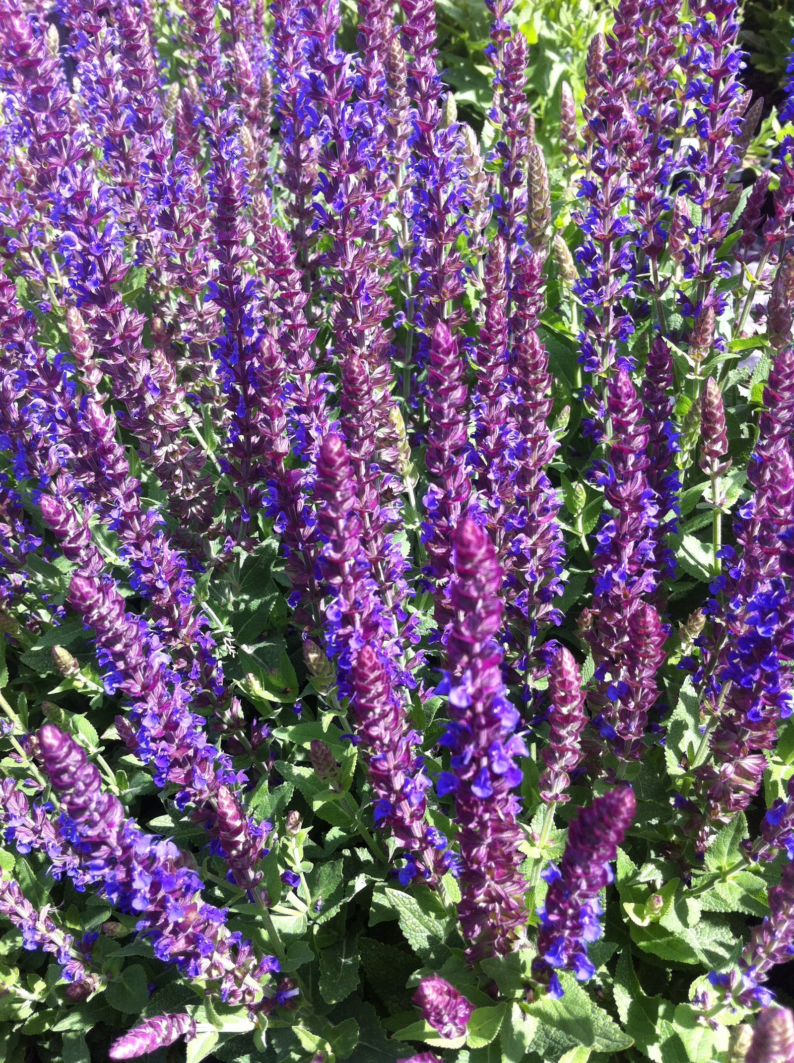 Salvia nemorosa East Friesland Ostfriesland Meadow Sage
