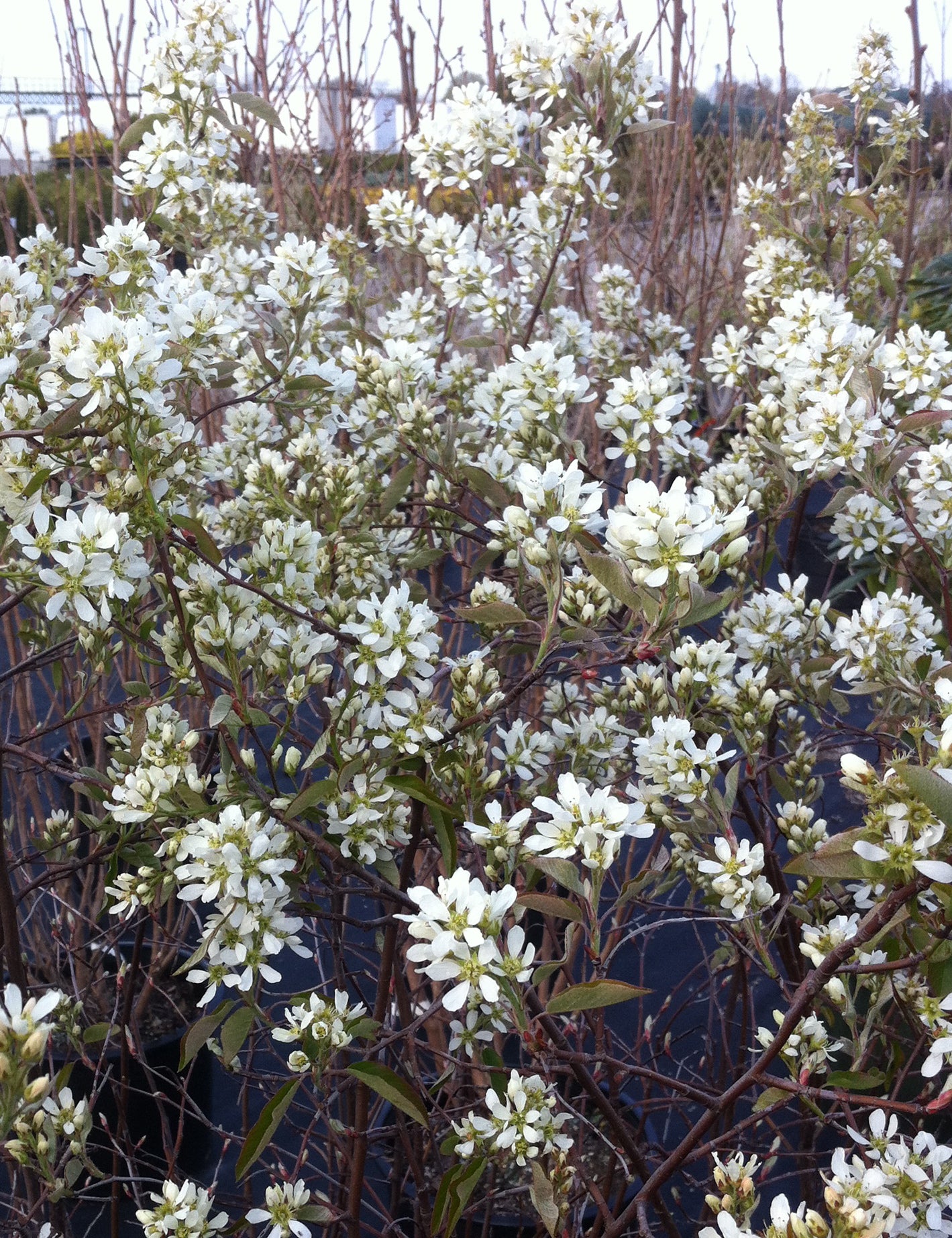Amelanchier alnifolia Regent Regent Saskatoon Berry