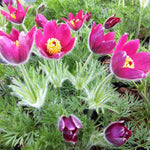 Anemone pulsatilla vulgaris Rote Glocke Red Clock Pasque Flower
