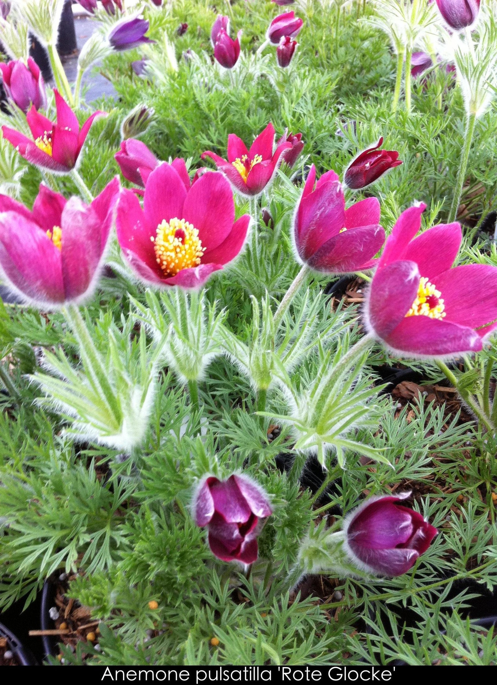 Anemone pulsatilla vulgaris Rote Glocke Red Clock Pasque Flower