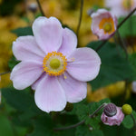 Anemone x hybrida Queen Charlotte Konigin Charlotte Japanese Anemone