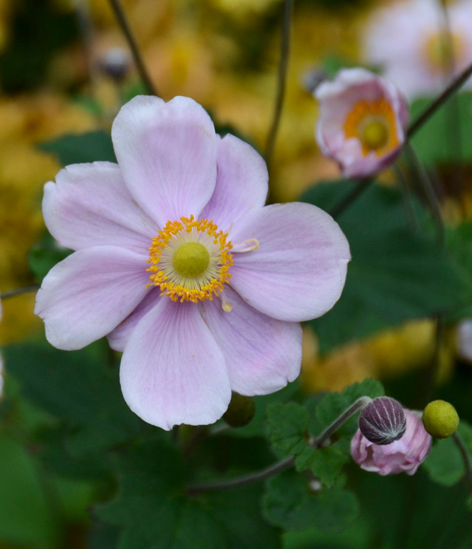 Anemone x hybrida Queen Charlotte Konigin Charlotte Japanese Anemone