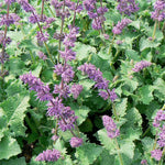 Salvia verticillata Purple Rain Whorled Sage