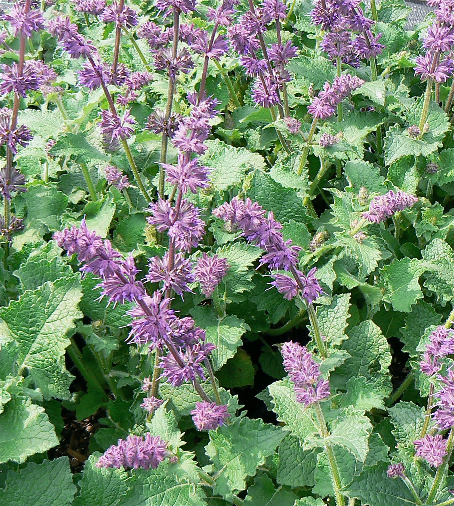 Salvia verticillata Purple Rain Whorled Sage
