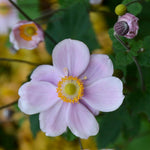 Anemone x hybrida Queen Charlotte Konigin Charlotte Queen Charlotte Japanese Anemone