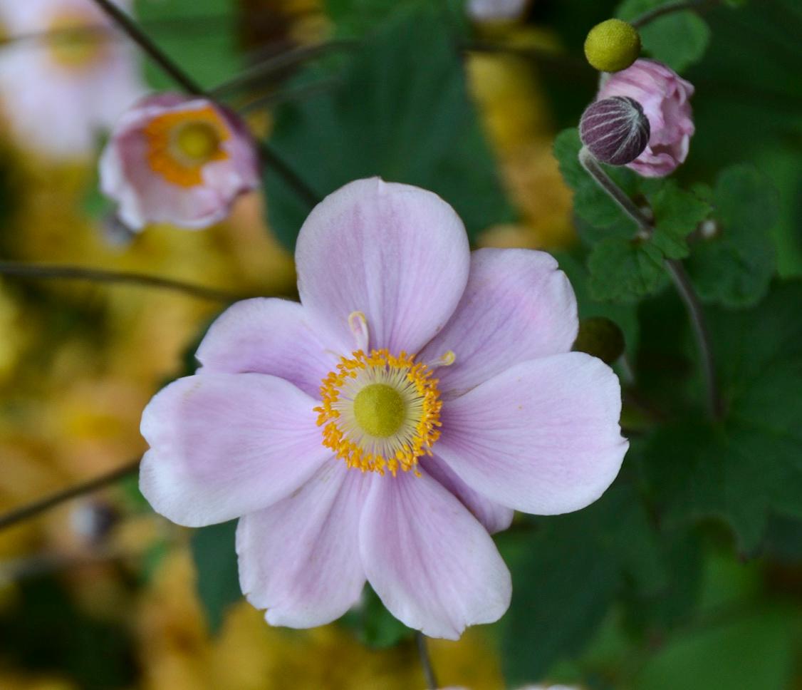 Anemone x hybrida Queen Charlotte Konigin Charlotte Queen Charlotte Japanese Anemone
