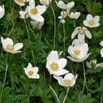 Anemone sylvestris Snowdrop Windflower