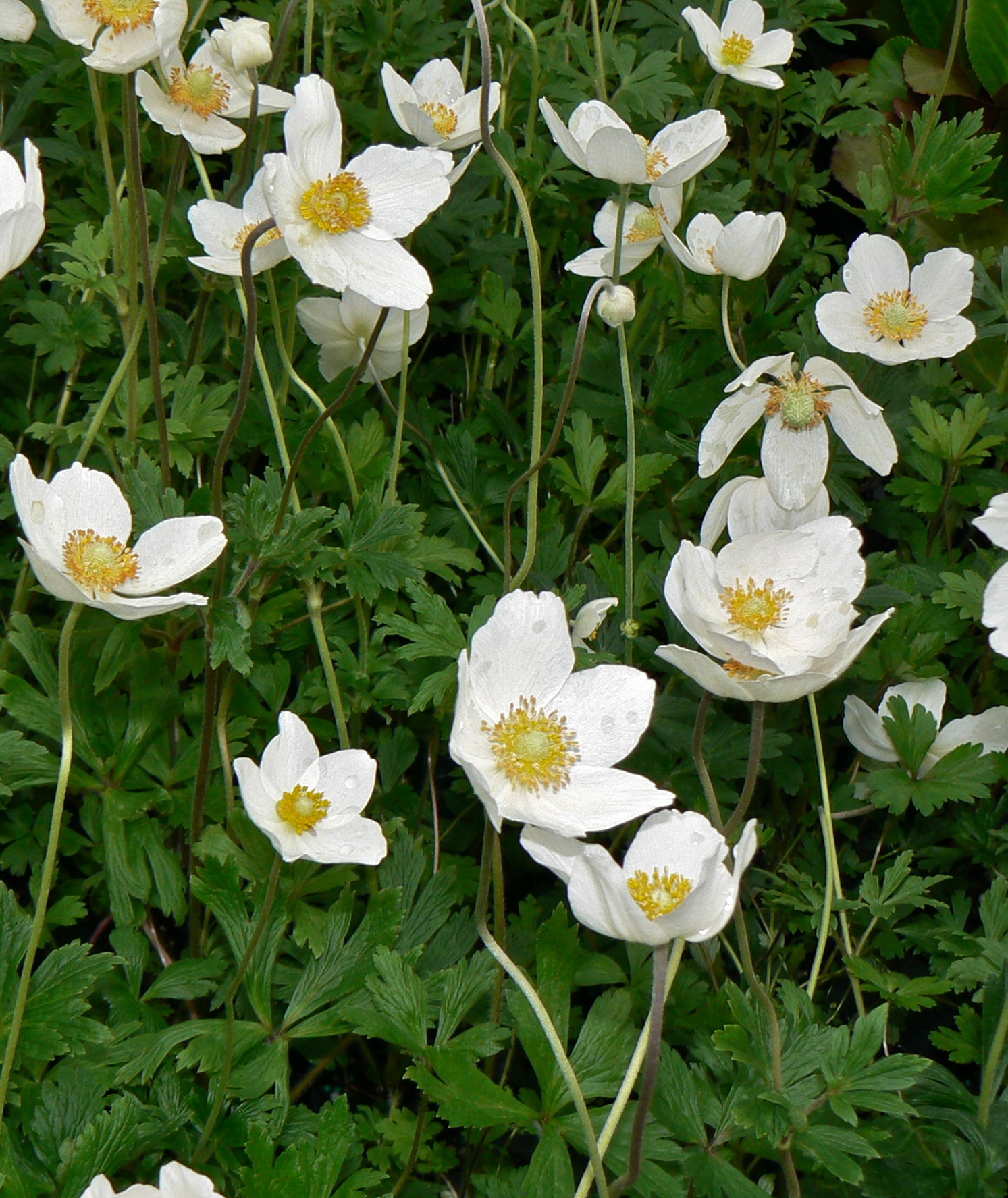 Anemone sylvestris Snowdrop Windflower