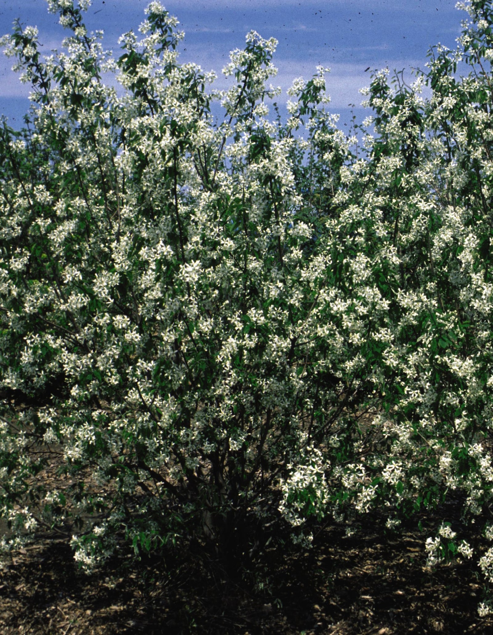 Amelanchier lamarckii Juneberry