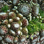 Sempervivum tectorum Hens and Chicks